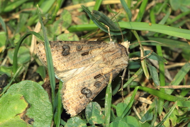 Noctuidae da id.